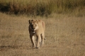 Lion with injury